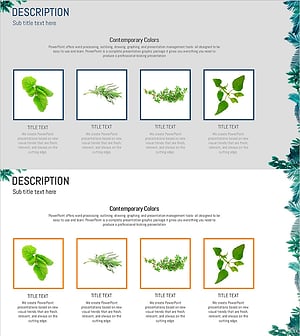 풀잎의 특성을 시각화한 클러스터 슬라이드